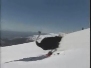 Autruche en ski