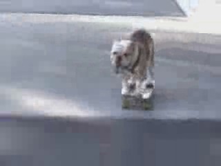 Dog Skating